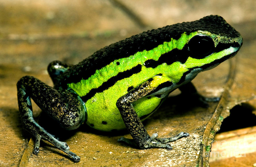 Poison Frog #3 Photograph by Dant Fenolio