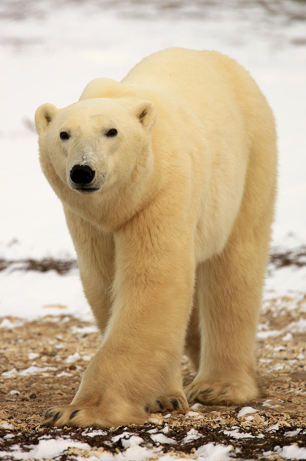Wildlife Photograph - Polar Bear, Churchill, Manitoba #3 by Robert Postma