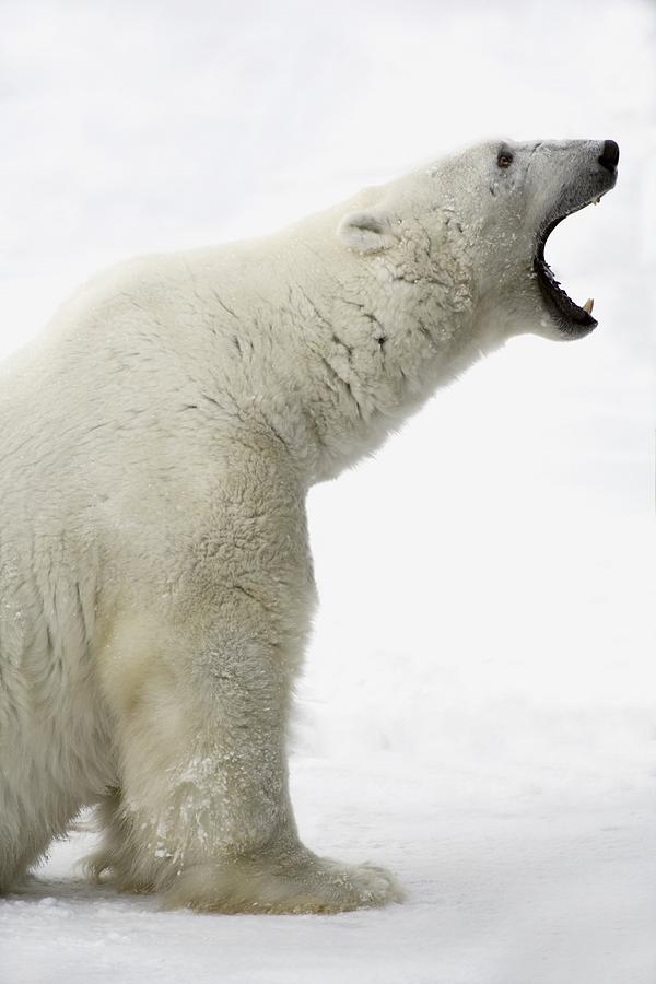 Animal Photograph - Polar Bear #3 by Richard Wear