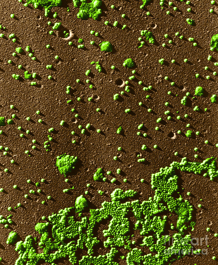 Polio Virus, Tem #3 Photograph by Omikron