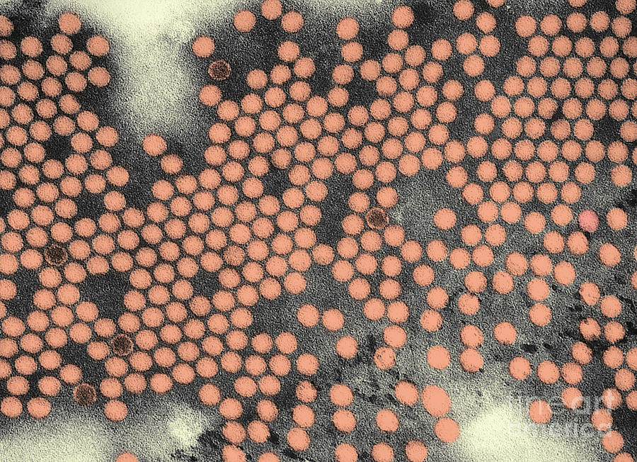 Poliovirus, Tem #3 Photograph by Science Source