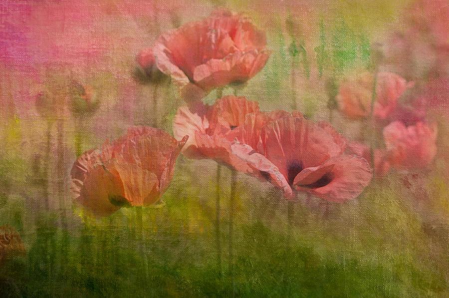 Poppies #3 Photograph by Carolyn DAlessandro