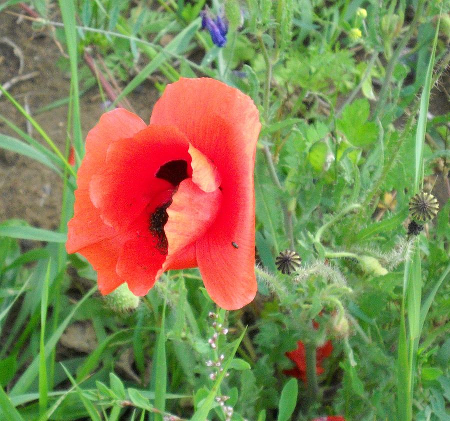 Poppy Photograph by Irina Zelichenko - Fine Art America