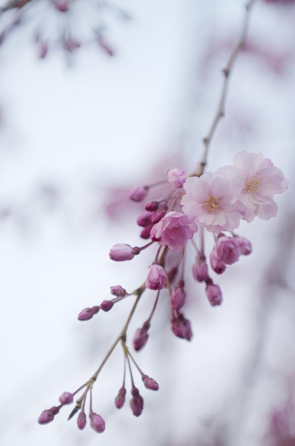 Prunus Subhirtella 'pendula' Photograph by Maria Mosolova - Fine Art ...