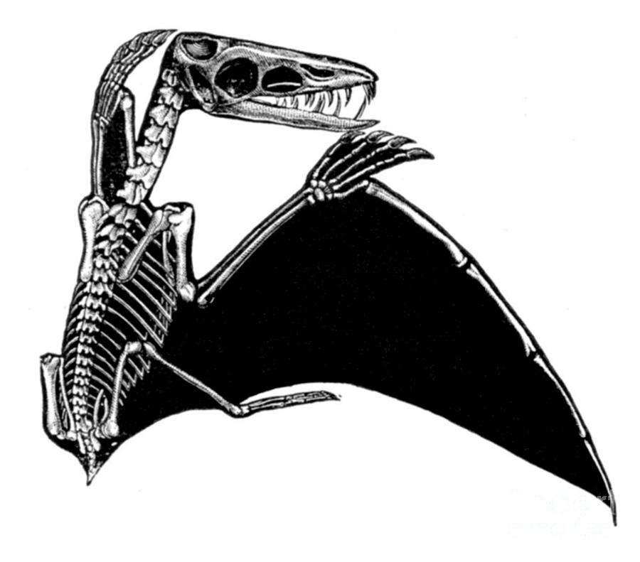 pterodactyl reptile