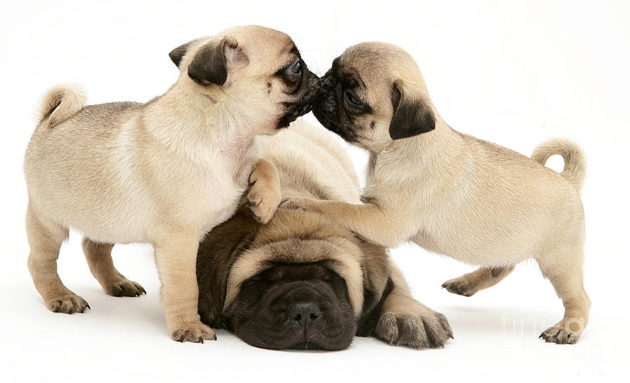 Nature Photograph - Pug And English Mastiff Puppies #3 by Jane Burton