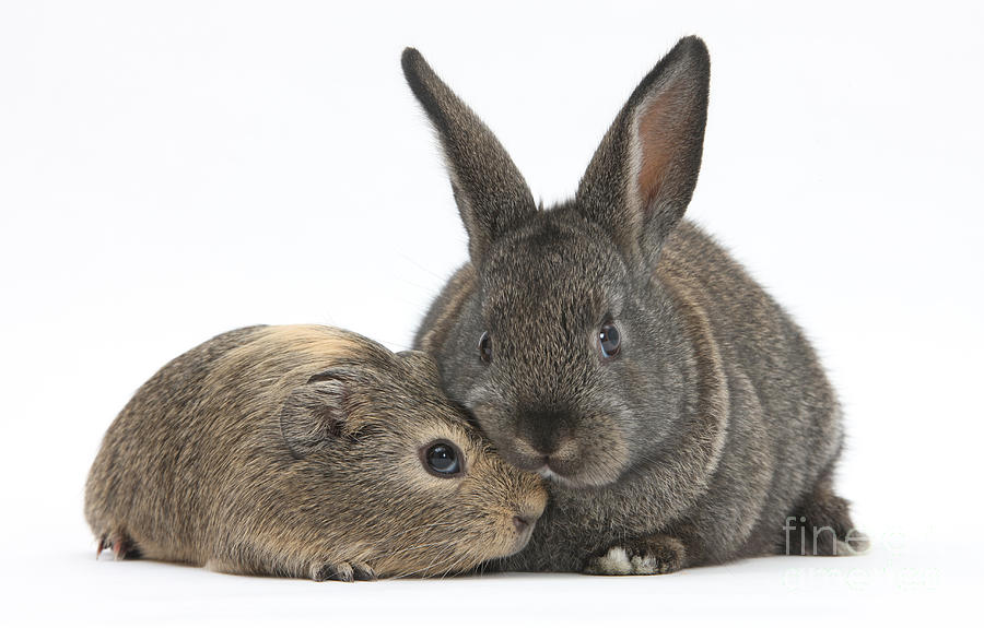Animal Photograph - Rabbit And Guinea Pig #3 by Mark Taylor