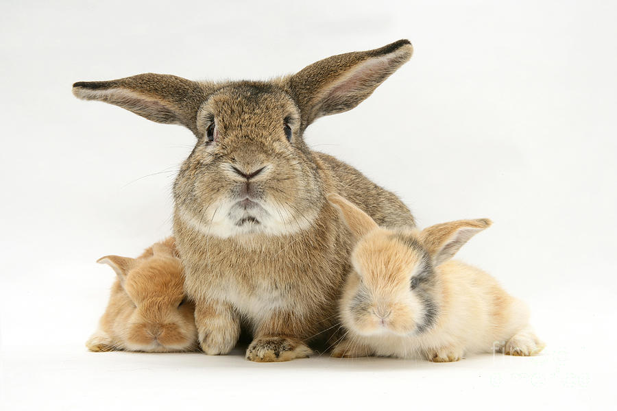 Rabbit Photograph - Rabbits #10 by Jane Burton