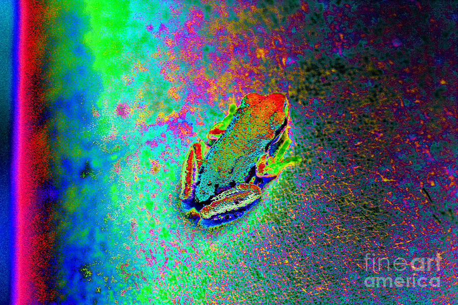 Rainbow Frog #4 Photograph by Nick Gustafson