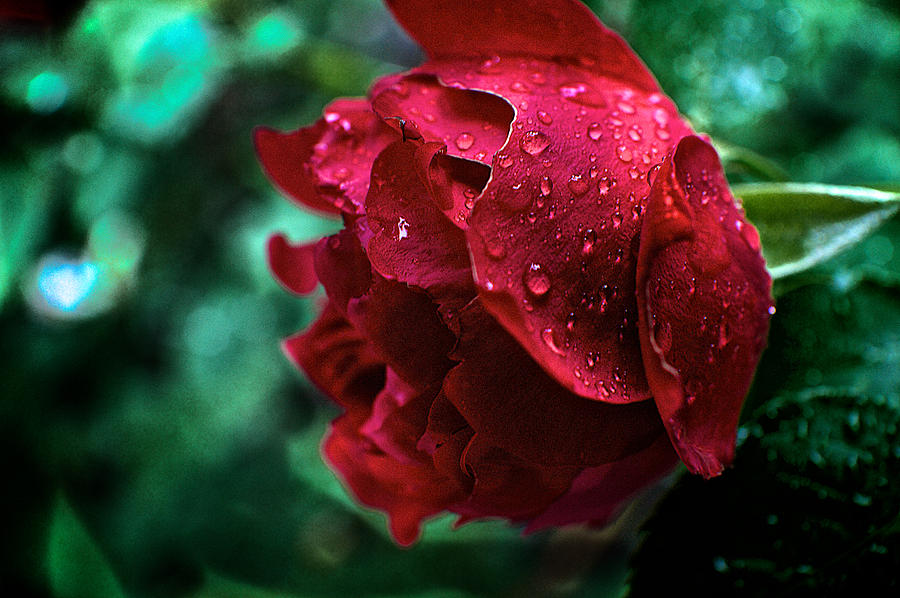 Raindrops On A Rose #3 Photograph by Prince Andre Faubert