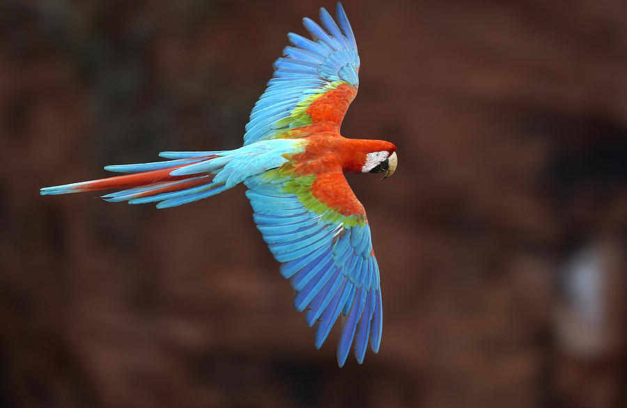 Reklame salt Lagring Red And Green Macaw Ara Chloroptera Photograph by Pete Oxford