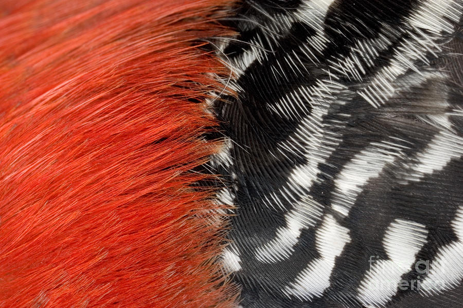 Red-bellied Woodpecker Feathers #3 Photograph by Ted Kinsman