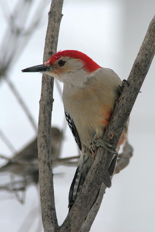 Red Bellied Woodpecker #3 Photograph by Rick Rauzi