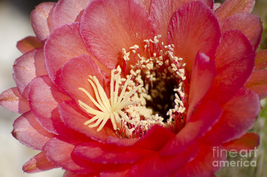 Flowers Still Life Photograph - Red cactus flower #3 by Jim And Emily Bush