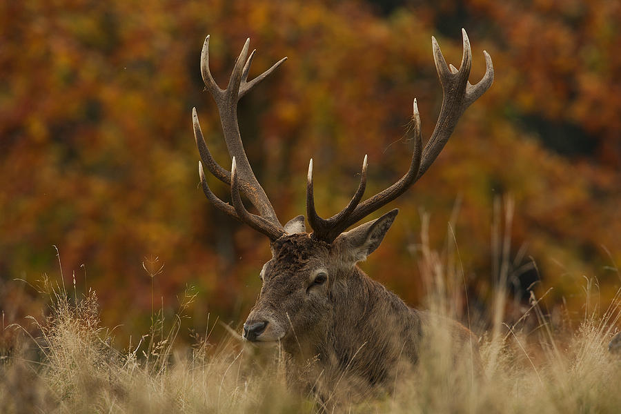 Red Deer Stag #3 Photograph by Paul Scoullar