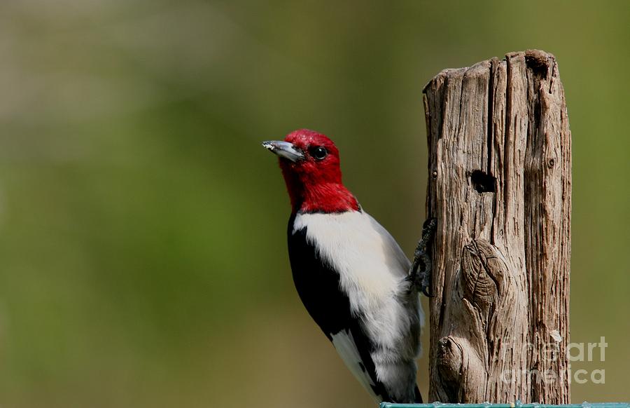 Red-headed Woodpecker #3 Photograph by Jack R Brock