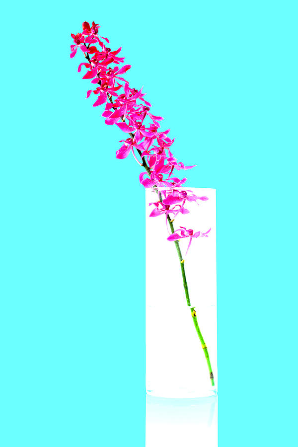 Asian Photograph - Red Orchid Bunch by Atiketta Sangasaeng Asian Photograph - Red Orchid Bunch by Atiketta Sangasaeng