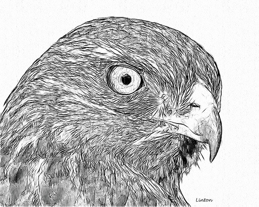 Red-shouldered Hawk #3 Digital Art by Larry Linton
