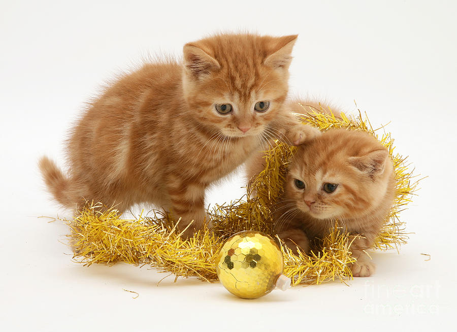 Red Tabby Kittens And Tinsel #3 Photograph by Jane Burton