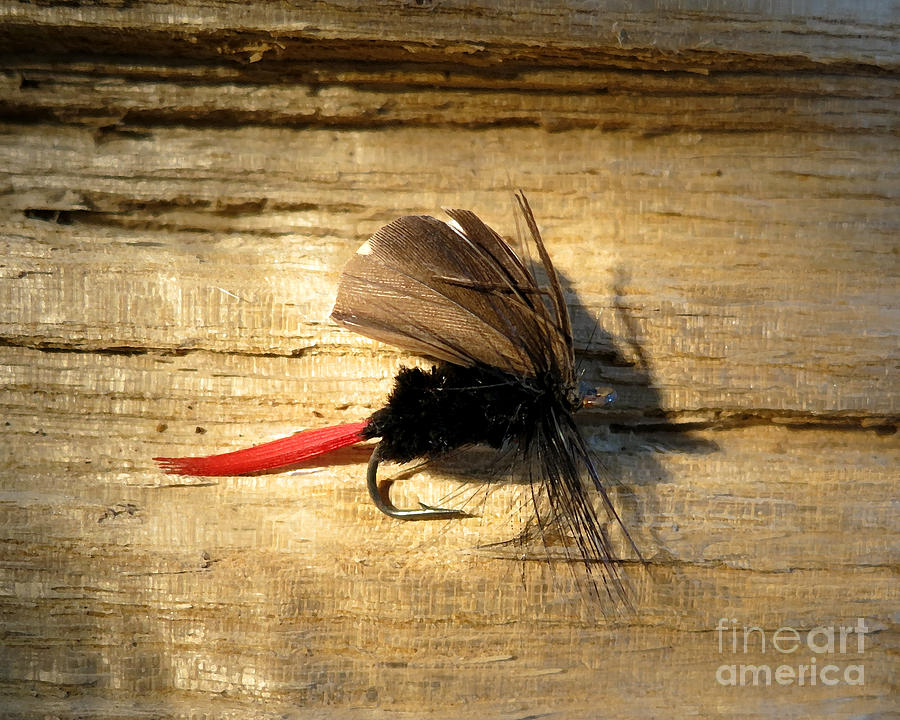 Fish Photograph - Red Tail #3 by Patricia Januszkiewicz