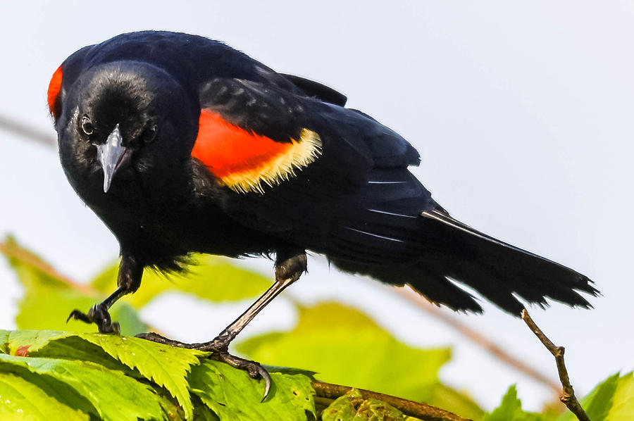 Red-winged blackbird #3 Photograph by Brian Stevens