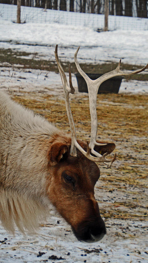 Reindeer Games #3 Photograph by Cyryn Fyrcyd