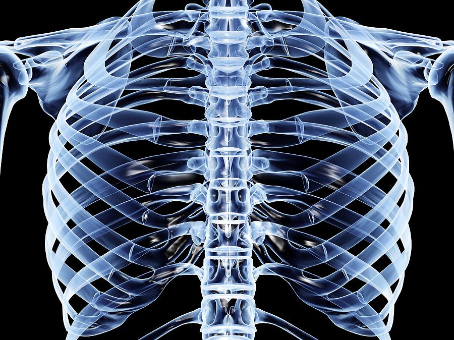Skeleton Photograph - Ribcage, Computer Artwork #3 by Pasieka