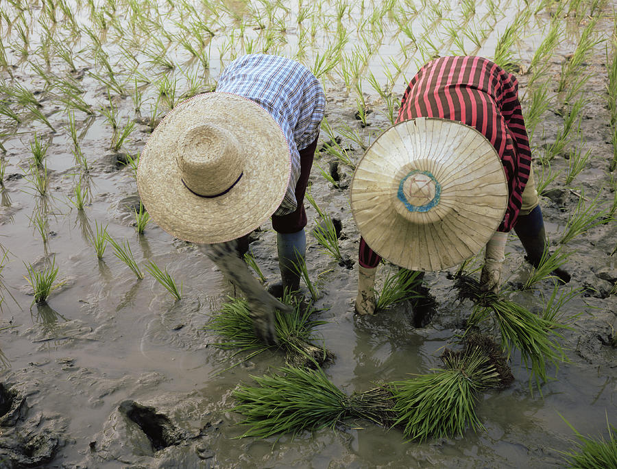 Boot Photograph - Rice Farmers #3 by Bjorn Svensson