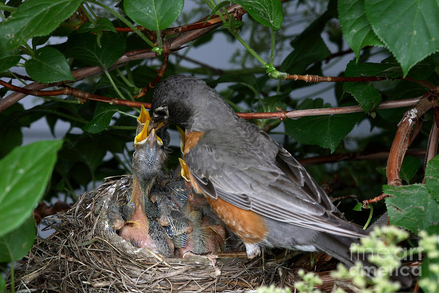Robin Feeding Its Young #3 Photograph by Ted Kinsman