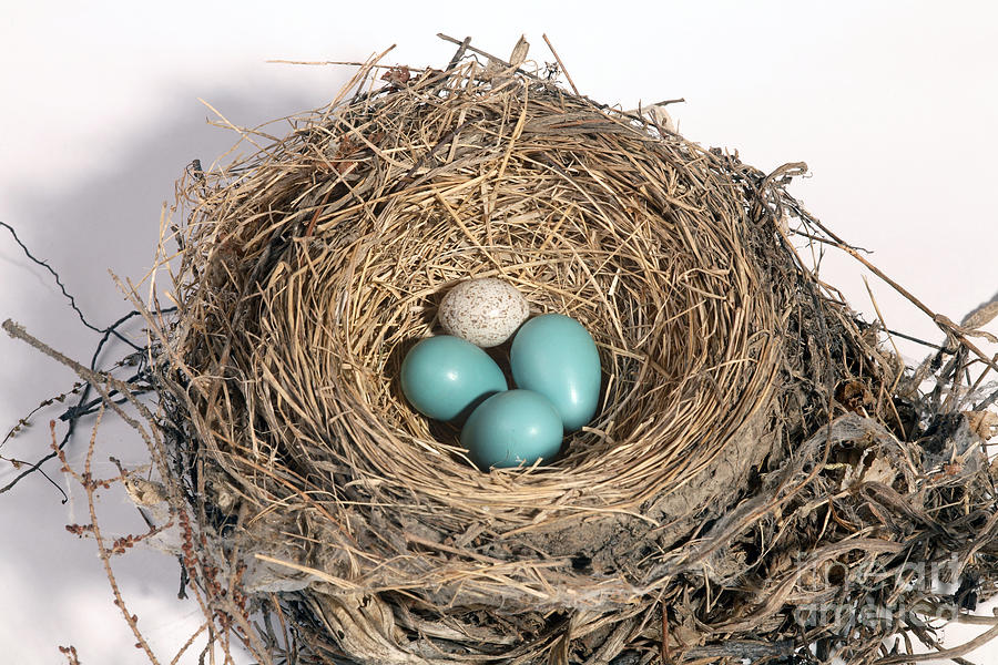 Robins Nest And Cowbird Egg #3 Photograph by Ted Kinsman