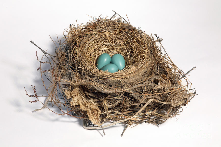 Robin Photograph - Robins Nest With Eggs #3 by Ted Kinsman