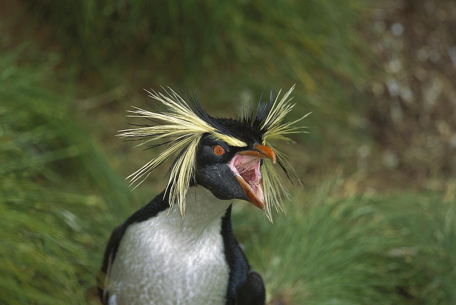 Rockhopper Penguin Eudyptes Chrysocome #4 Photograph by Tui De Roy