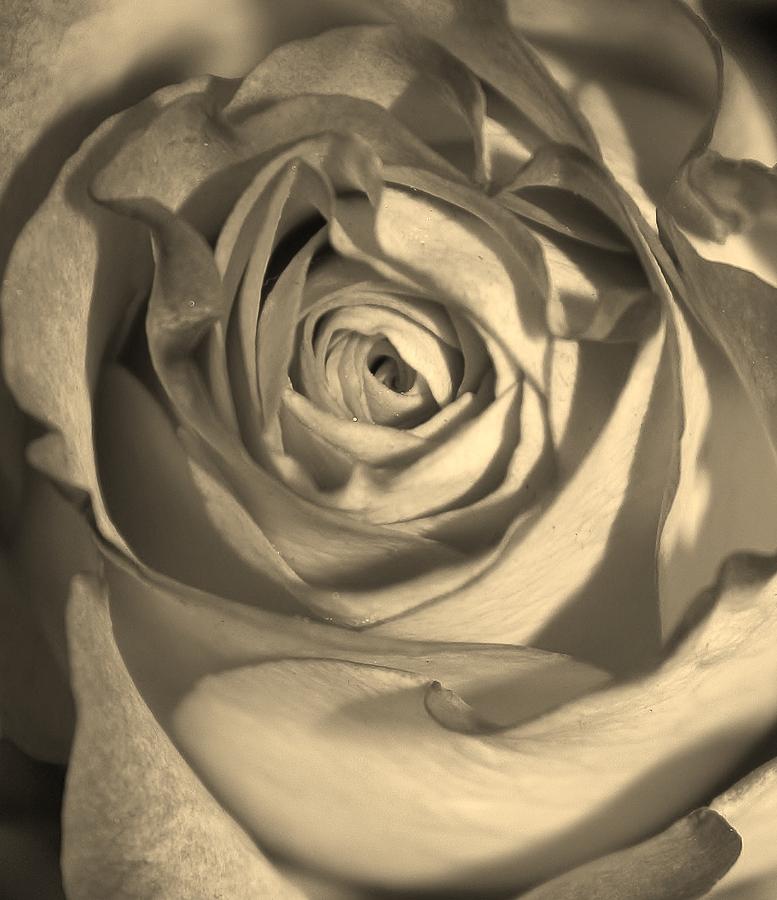 Rose in Sepia #3 Photograph by Bruce Bley