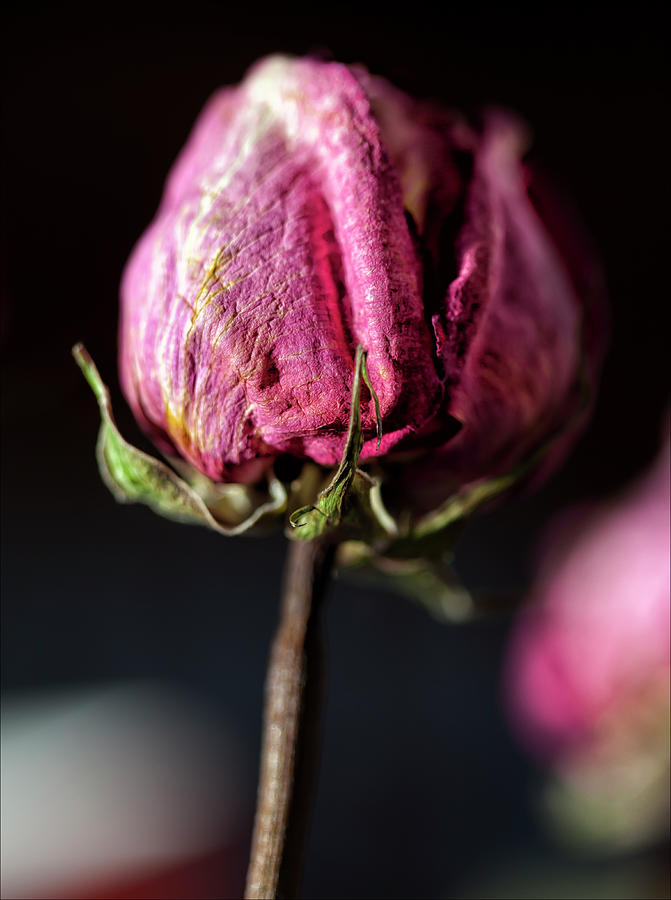 Nature Pastel - Rose #3 by Robert Ullmann