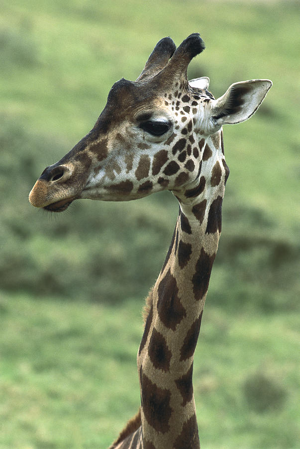 Rothschild Giraffe Giraffa Photograph by San Diego Zoo
