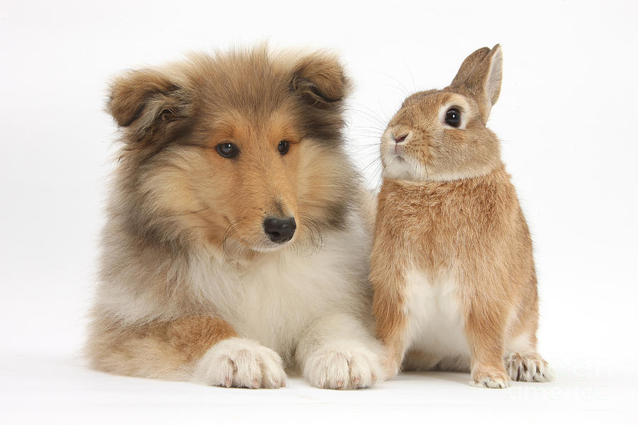 Rough Collie Pup With Rabbit #3 Photograph by Mark Taylor