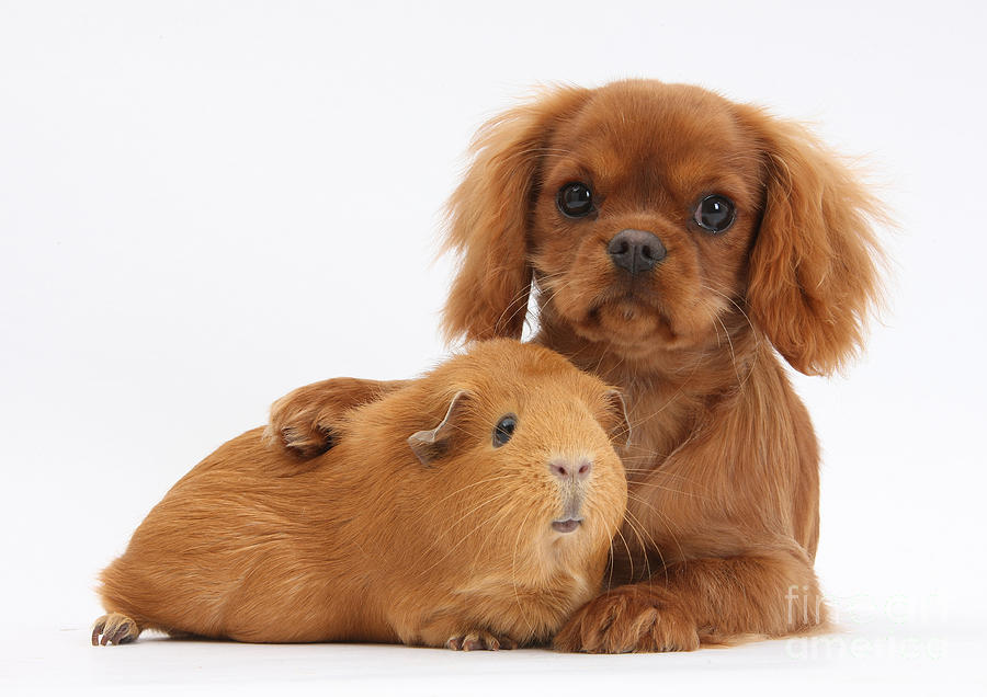Ruby Cavalier King Charles Spaniel Pup #3  by Mark Taylor