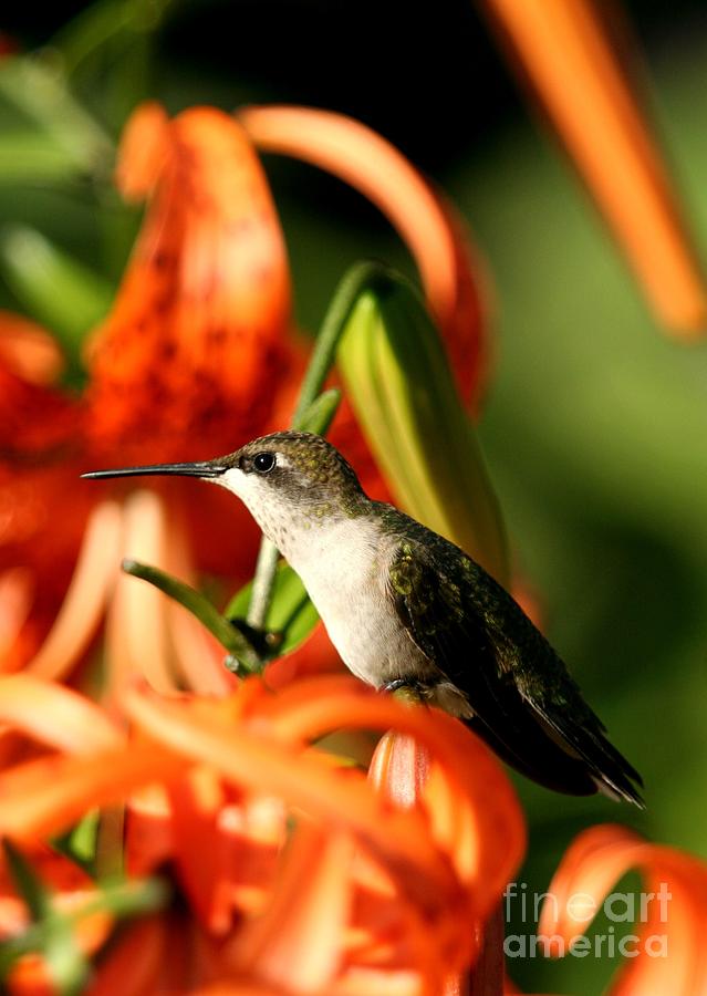 Ruby-throated Hummingbird #3 Photograph by Jack R Brock