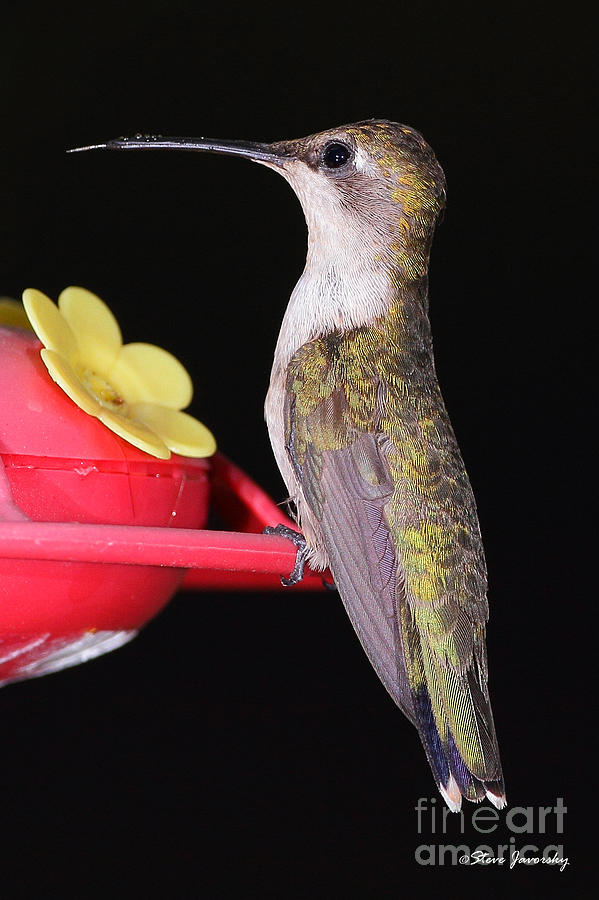 Ruby Throated Hummingbird #3 Photograph by Steve Javorsky