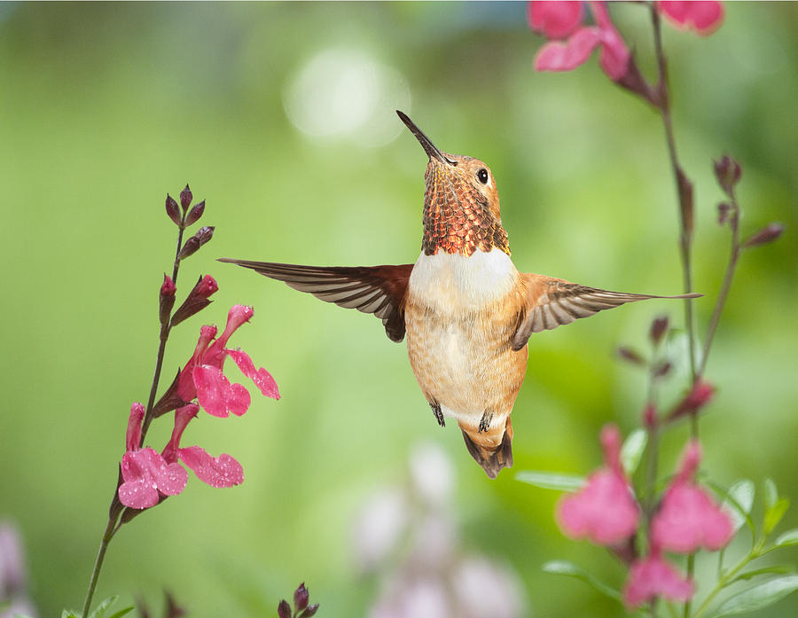 Rufous Hummingbird #3 Photograph by Gregory Scott