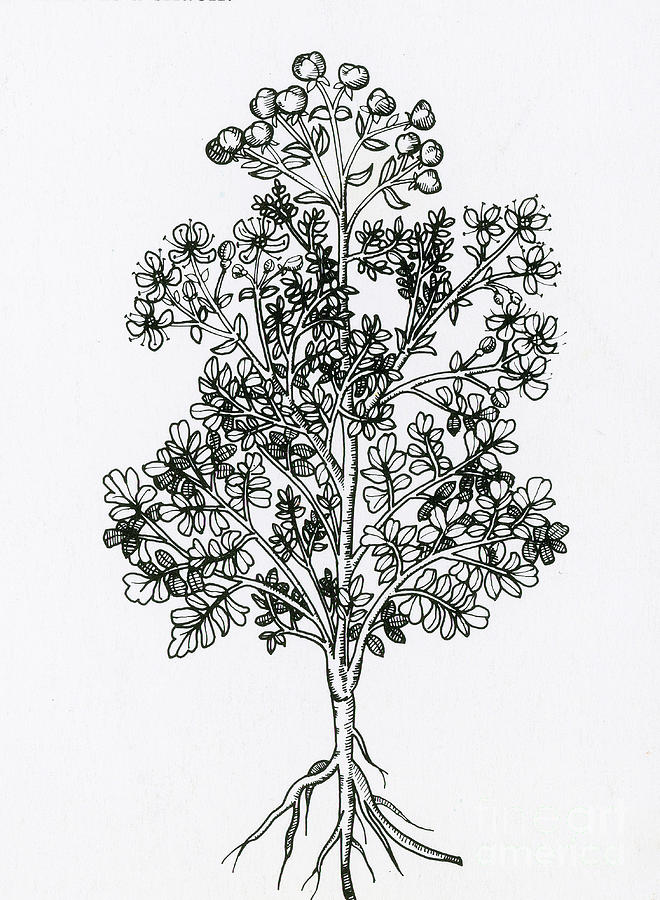 Ruta Graveolens, Alchemy Plant #3 Photograph by Science Source