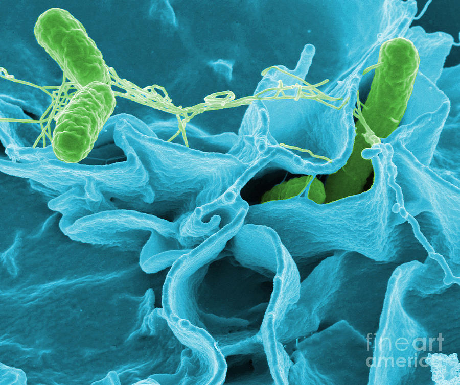 Salmonella Bacteria #3 Photograph by Science Source