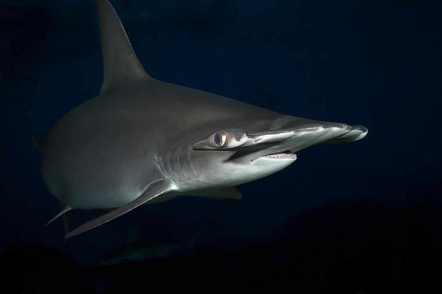 Scalloped Hammerhead Shark #3 Photograph by Dave Fleetham