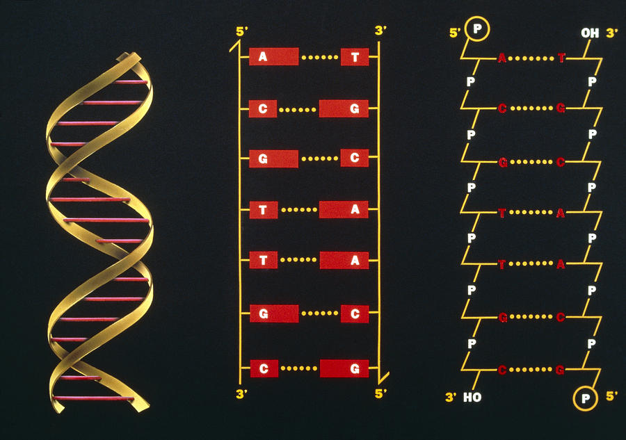 3 Schematic Illustrations Of Dna Structure Photograph By Francis Leroy Biocosmos Fine Art 9093