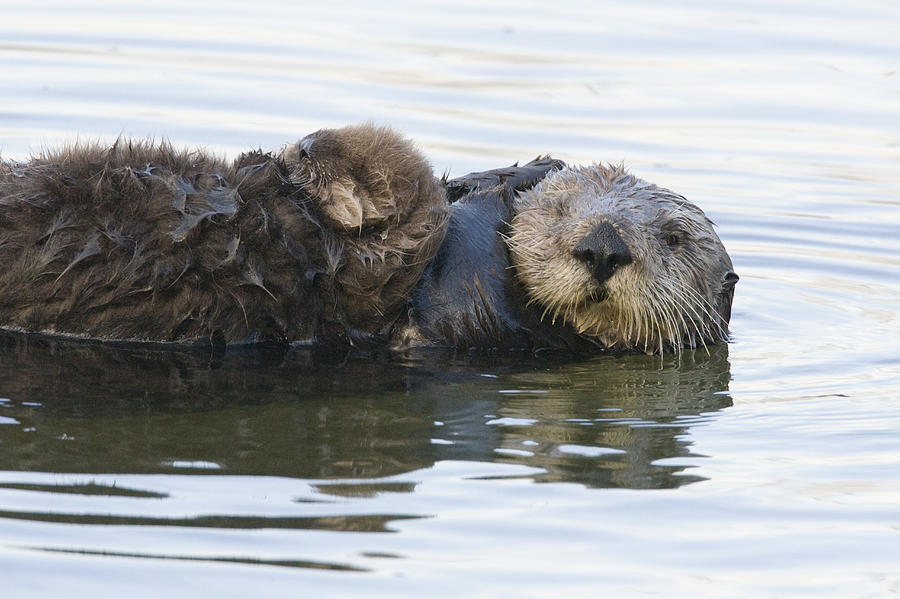 Sea Otter Mother And Pup Elkhorn Slough #3 Photograph by Sebastian Kennerknecht