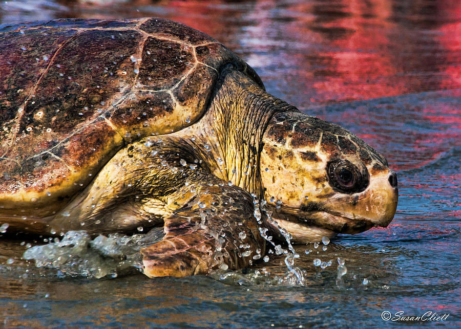 Sea Turtle #4 Photograph by Susan Cliett