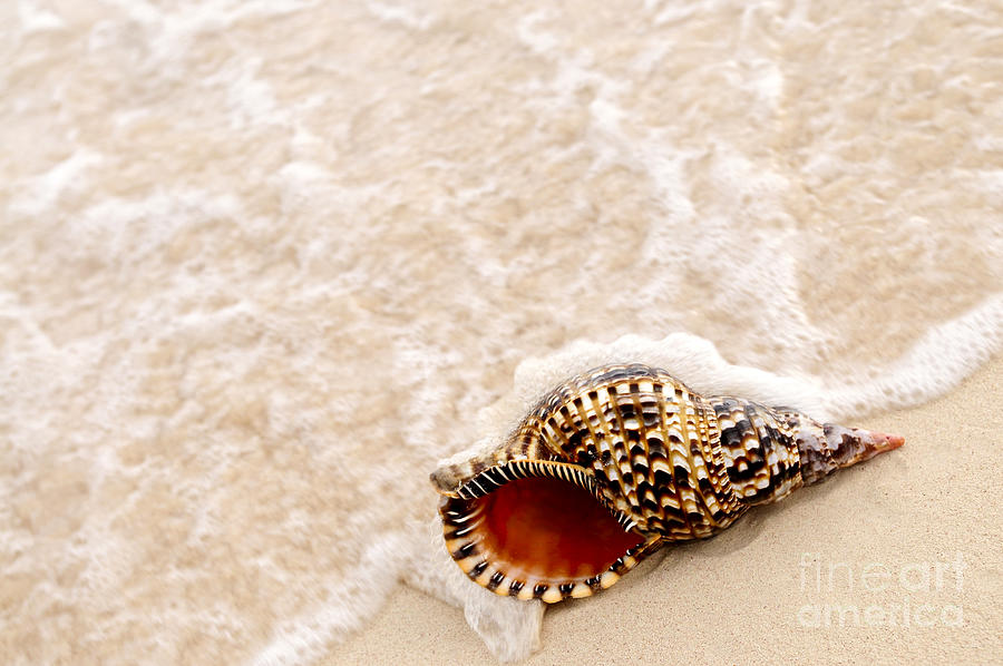 Seashell and ocean wave 1 Photograph by Elena Elisseeva