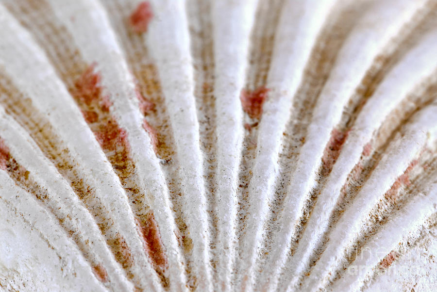 Seashell surface 2 Photograph by Elena Elisseeva