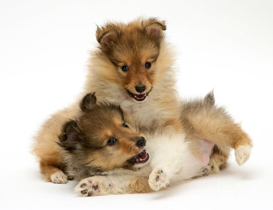 sheltie puppies