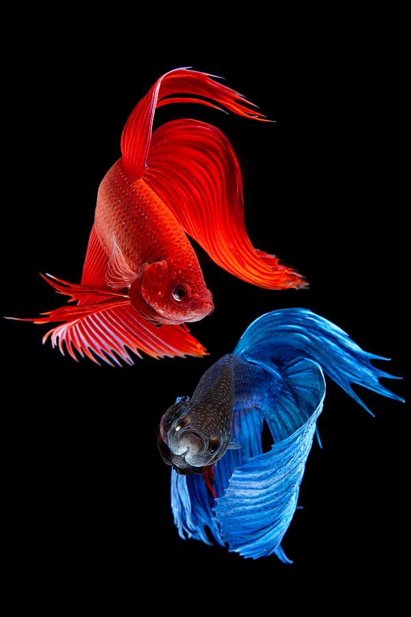 Fish Photograph - Siamese Fish #3 by Subpong Ittitanakul